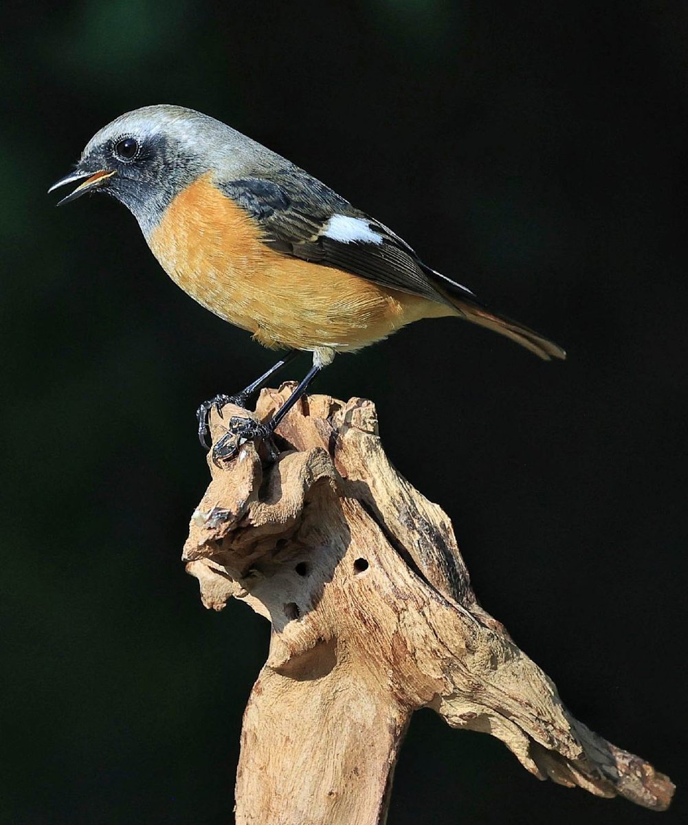 Daurian Redstart, spotted in capital #Beijing (#heaventemple park).
by 小敏

#China #野鳥 #BirdsSeenIn2021
#NaturePhotography #nature
#MoreBirdsLessPolitics #birds 
#TwitterNatureCommunity