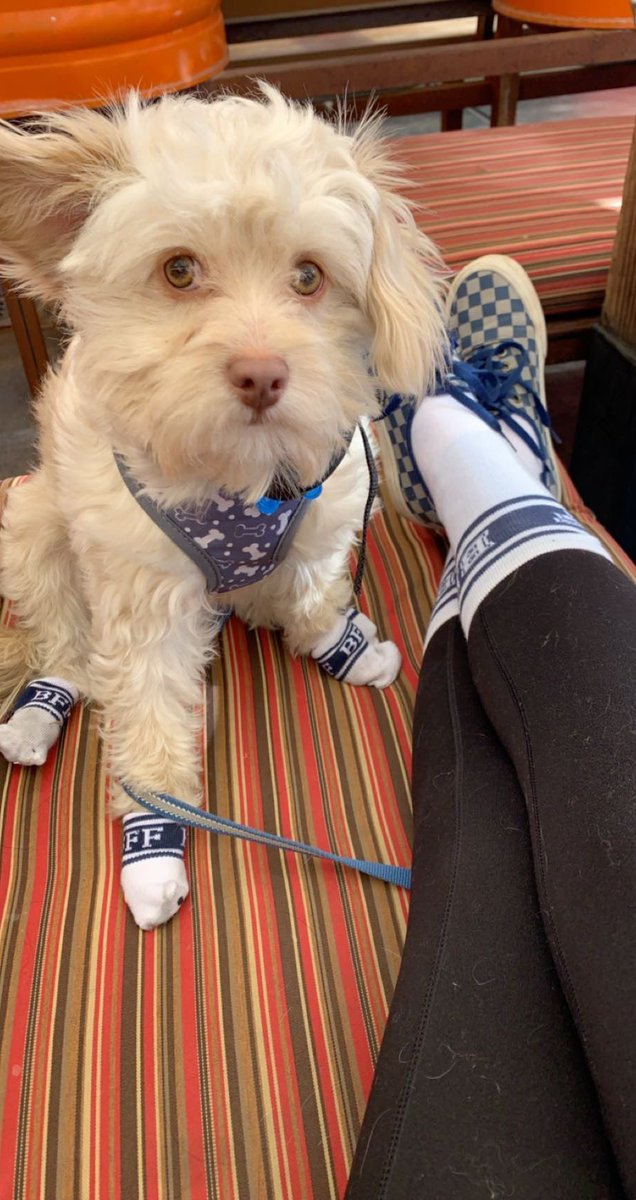 promisejensen's tweet photo. It’s 2 am and I think you all need to see this picture of my dog and in matching socks 🥰 https://t.co/z2ofet7a8g