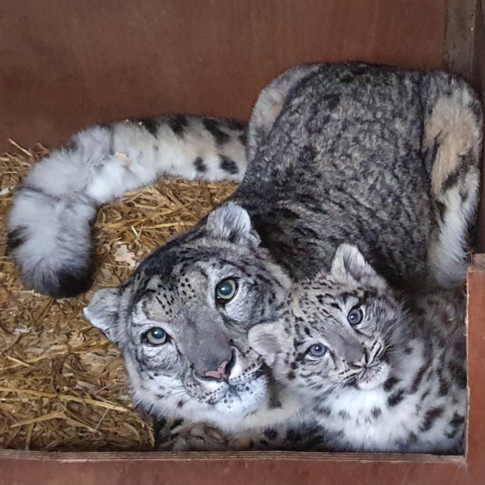 🥶 If it's too cold outside... that means it's time for cuddles in bed! 

😻 Our keeper, Simon captured a beautiful picture of Laila and Shen enjoying some cozy time in bed! 

📷 Keeper Simon 

#cub #snowleopard #cuddles