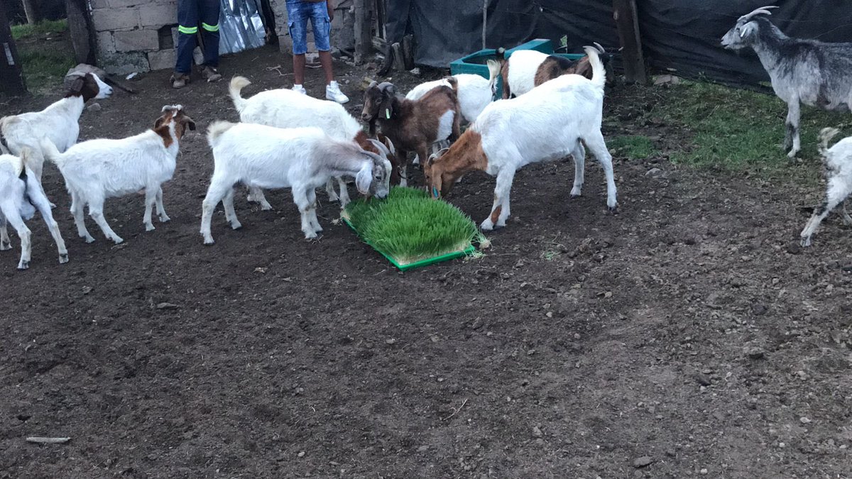 Mila Fresh Produce tweet media