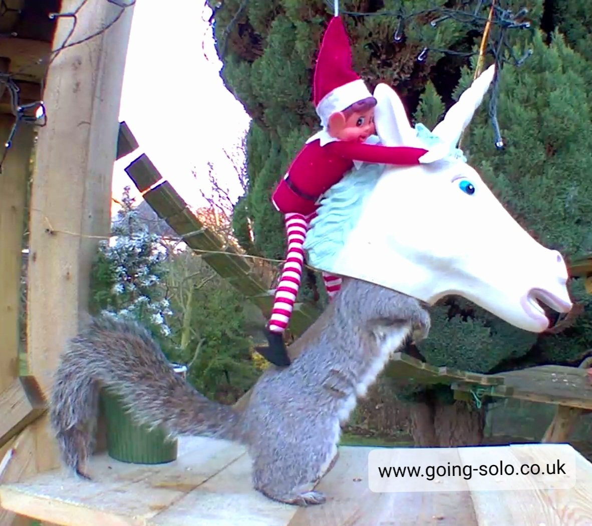 GoingSoloAdvent's tweet photo. Squirrelcorn or Unisquirrel?

This happened today at the sanctuary ahah.

#elfontheshelf #squirrels https://t.co/LrpI0Fu5Ov