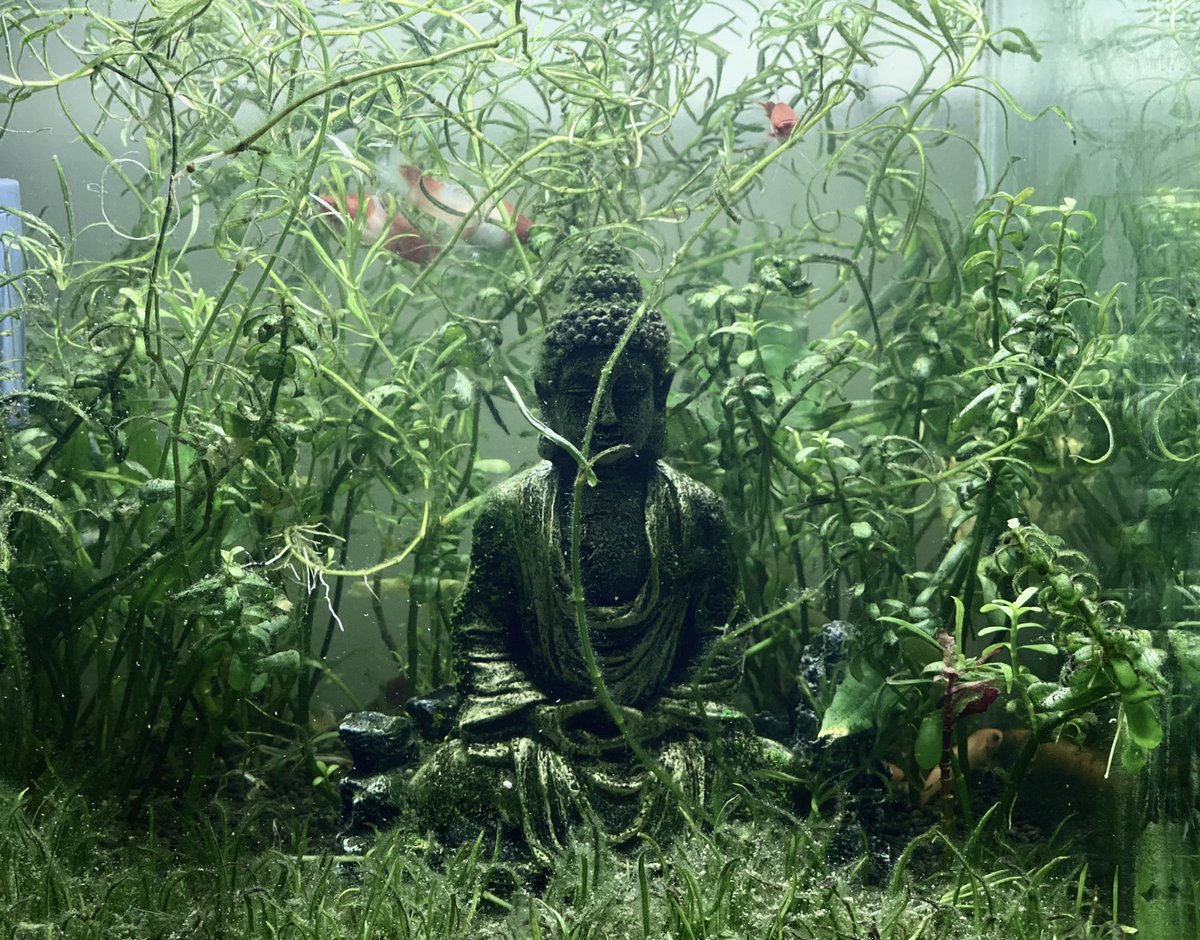 cursedkidd's tweet photo. the lost world nano tank [after 4 month] https://t.co/FpjRqDgNB2