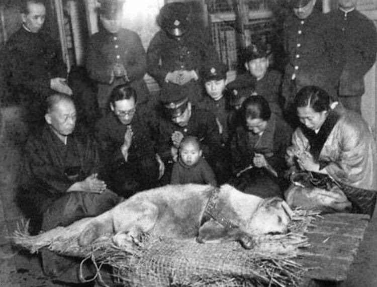 EnsedeCiencia's tweet photo. La última foto tomada de Hachikō, un perro japonés de raza Akita, recordado por su notable lealtad a su dueño, Hidesabur ō Ueno, por quien continuó esperando durante más de nueve años después de su muerte (1935). https://t.co/vUla3j7gsp