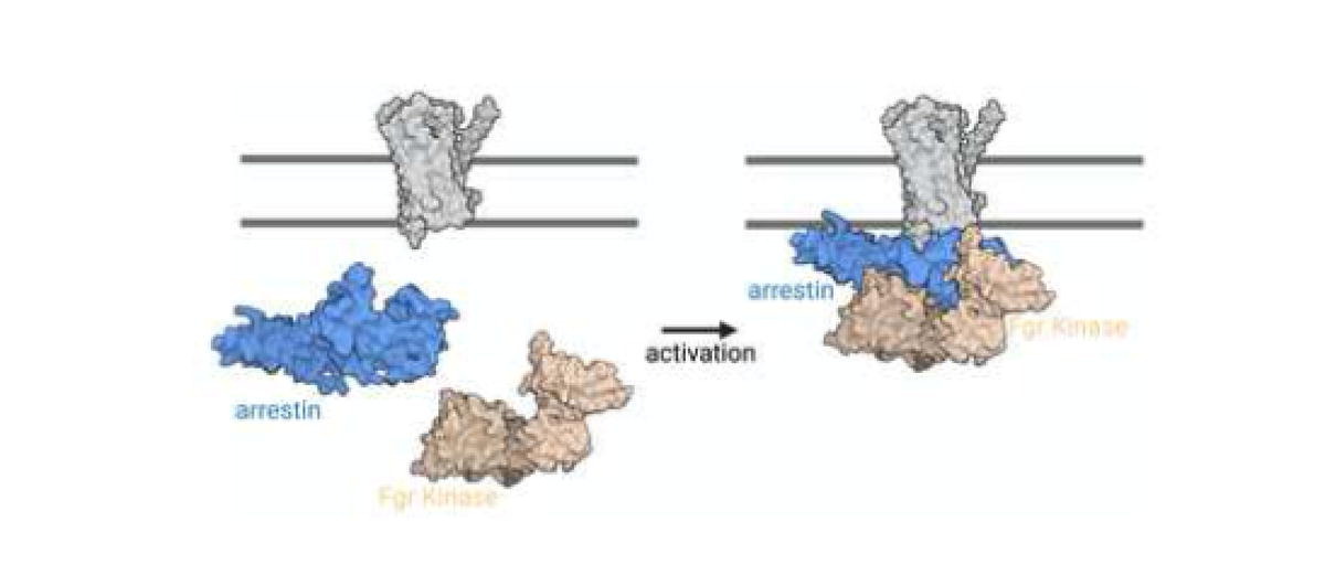 Vanderbilt Center for Structural Biology (@vanderbiltcsb) on Twitter photo New work from the Iverson & Sanders labs (with the Gurevich lab) to provide a structural framework for arrestin-dependent activation of Fgr in <a href="/JMolBiol/">Journal of Molecular Biology</a>: bit.ly/3dVnSRC New work from the Iverson & Sanders labs (with the Gurevich lab) to provide a structural framework for arrestin-dependent activation of Fgr in <a href="/JMolBiol/">Journal of Molecular Biology</a>: bit.ly/3dVnSRC