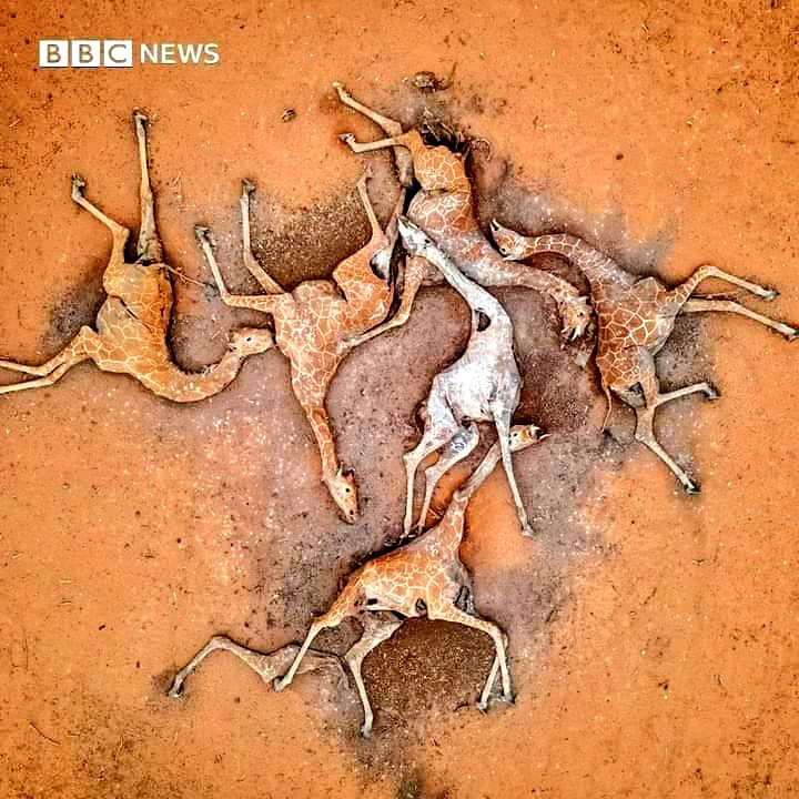 Fridays4FutureU's tweet photo. If no serious #ClimateAction is taken, extinction is looming..

Kenya has suffered a devastating drought, receiving less than a third of its usual rainfall in September

This has had a devastating impact of wildlife in particular, leaving them hungry and unable to access water https://t.co/A5HeyXMDgY