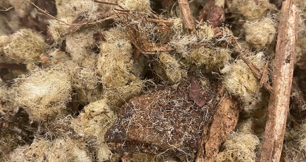 Today the Graphic Design students at <a href="/canterburycoll/">EKC Canterbury College</a> Canterbury School of Visual Arts  were pitched to by the Director of @ediblecultureuk They are launching a ethical, organic and sustainable solution to garden pests. #branding #sustainability #logo #ethicalbusiness #