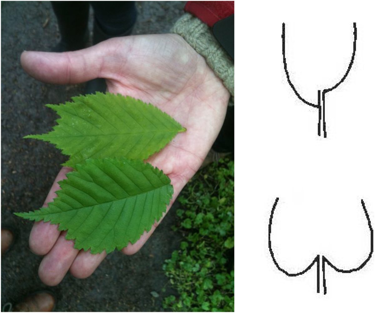 plantspplplanet's tweet image. Overcoming #PlantBlindness is a critical goal for society, especially for education. @dawngarden et al. suggest #VariationTheory as a useful approach to plant identification:
nph.onlinelibrary.wiley.com/doi/full/10.10…

#botanilund #växtidentifiering #variationsteori #växtblindhet #utomhuspedagogik