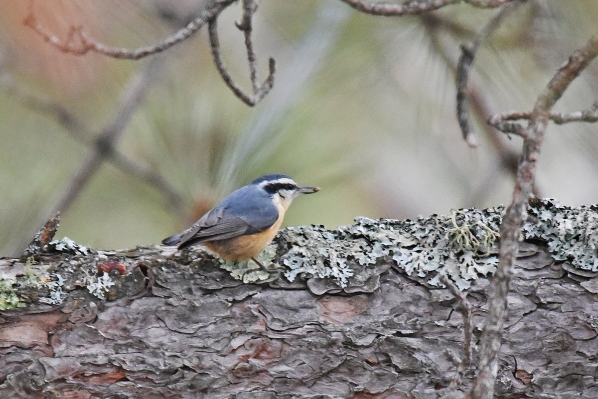 Have you ever wondered where the nuthatch gets its name? They “hatch” nuts and seeds by jamming them into tree bark and giving them a crack with their sharp beaks until the seed is exposed!

Photo: Red-breasted nuthatch by Courtney Celley/USFWS.