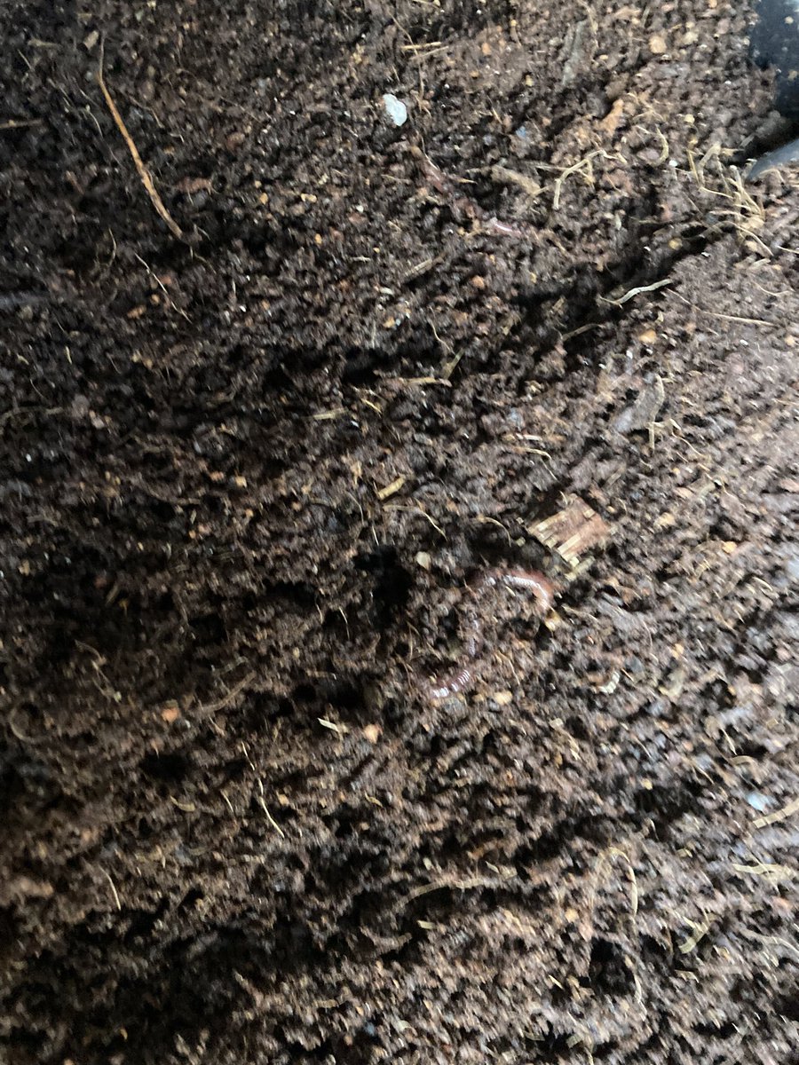 wormmimizu's tweet photo. 【記録メモ🪱】

ベランダが寒い。
生きているけどあまり動かないミミズが何匹かいた。
チョウバエ、出てこなかった。

白菜を入れました。 https://t.co/jd6LyUcTez