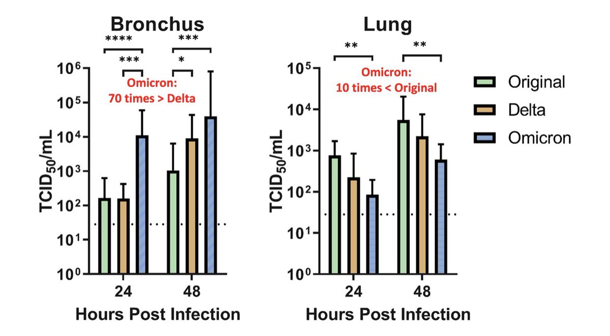 doctormacias's tweet photo. Covid: De acuerdo con estudio de la Univ. de Hong Kong, la variante ómicron se reproduce con facilidad en tejidos de bronquios, pero pobremente en los de los pulmones, en relación con la variante original o la delta. Eso explicaría lo leve de sus cuadros. https://t.co/rrMCfXoM4z https://t.co/Jn5H3yMWjb