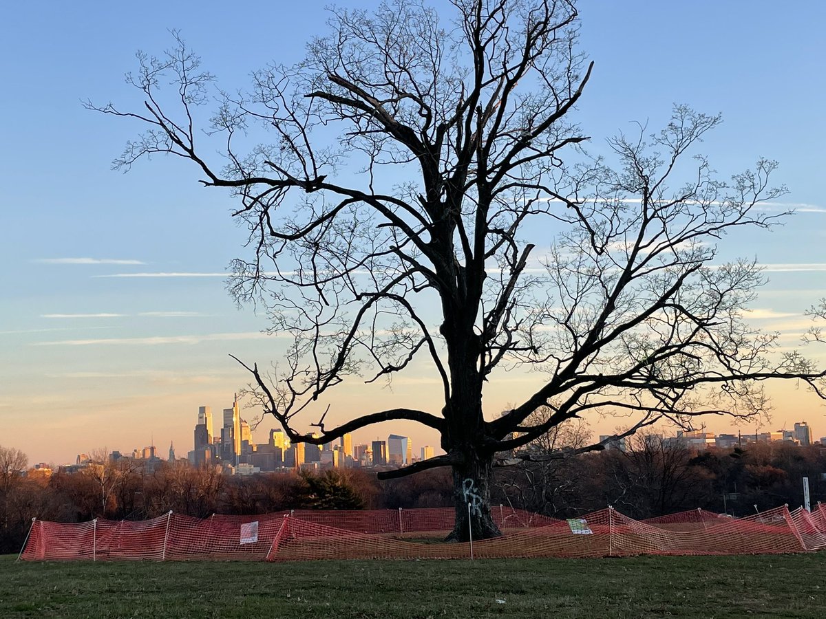 IngaSaffron's tweet photo. Say a final goodbye to the Belmont Plateau sugar maple, which is being removed any day now. After 90-plus years the tree that framed the Philly skyline has seen a lot of change. Blame the climate crisis for its early demise. https://t.co/XjtcgJDv1f