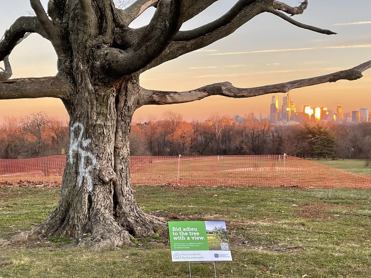IngaSaffron's tweet photo. Say a final goodbye to the Belmont Plateau sugar maple, which is being removed any day now. After 90-plus years the tree that framed the Philly skyline has seen a lot of change. Blame the climate crisis for its early demise. https://t.co/XjtcgJDv1f