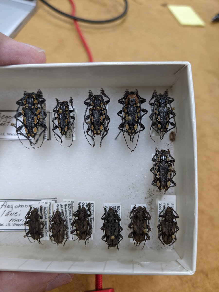 dr_firefly's tweet photo. This was a nightmare to find in the #WappesCollection. But there was only one dermestid in over 300 drawers. The drawer is now in the freezer and we will continue to monitor the situation. Only one specimen was damaged.
#AmazingBeetles #FSCA https://t.co/uZkG99Y4dD