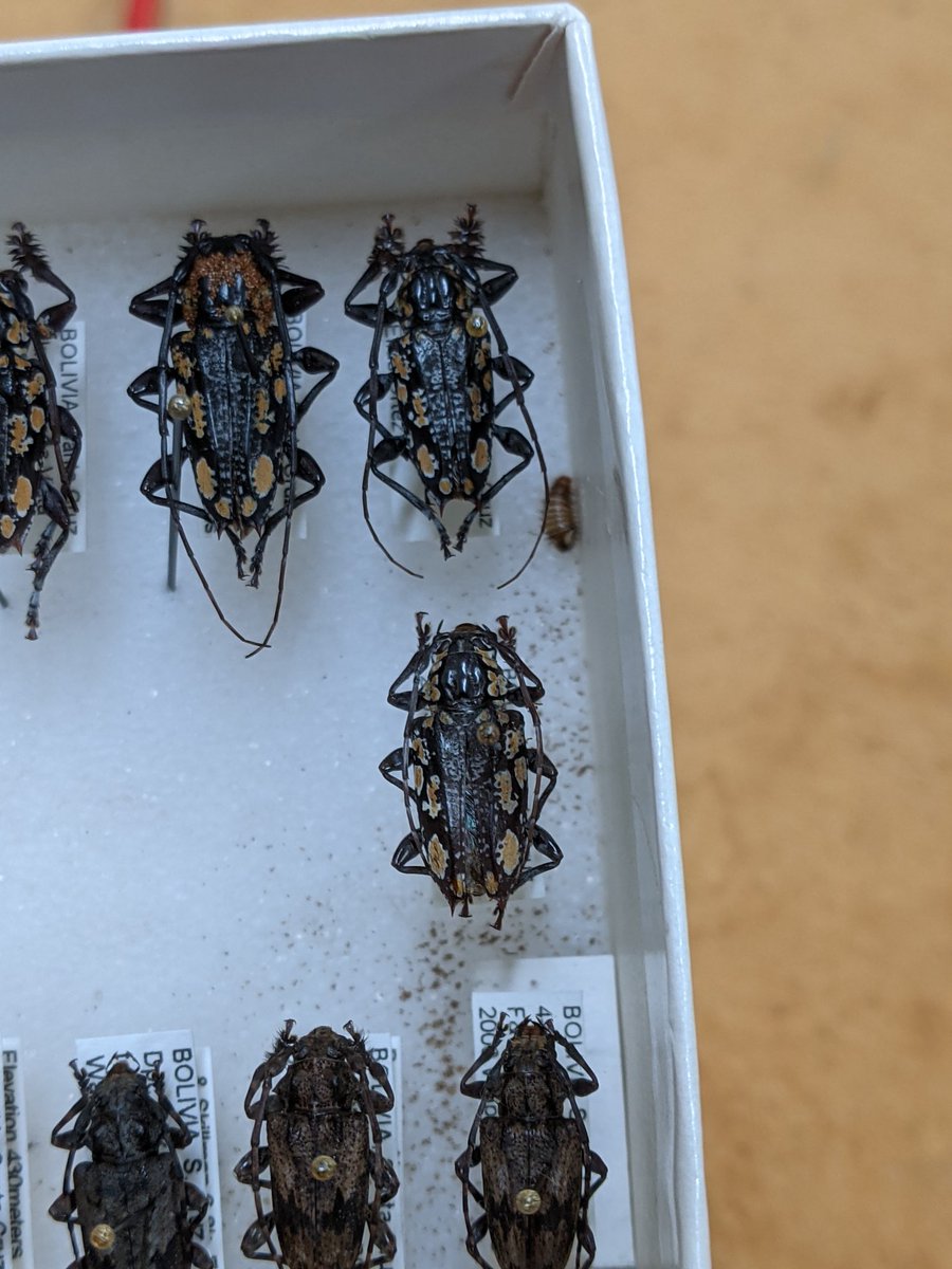 dr_firefly's tweet photo. This was a nightmare to find in the #WappesCollection. But there was only one dermestid in over 300 drawers. The drawer is now in the freezer and we will continue to monitor the situation. Only one specimen was damaged.
#AmazingBeetles #FSCA https://t.co/uZkG99Y4dD