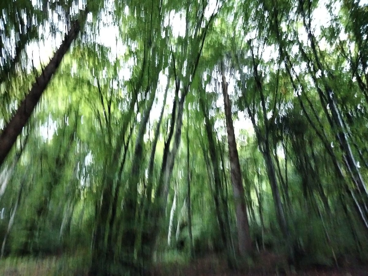 AnatoleLebreto1's tweet photo. Une affaire de perspective...
A matter of perspective ...
#matterofperspective #perspective #trees https://t.co/aPhM0Le6pX