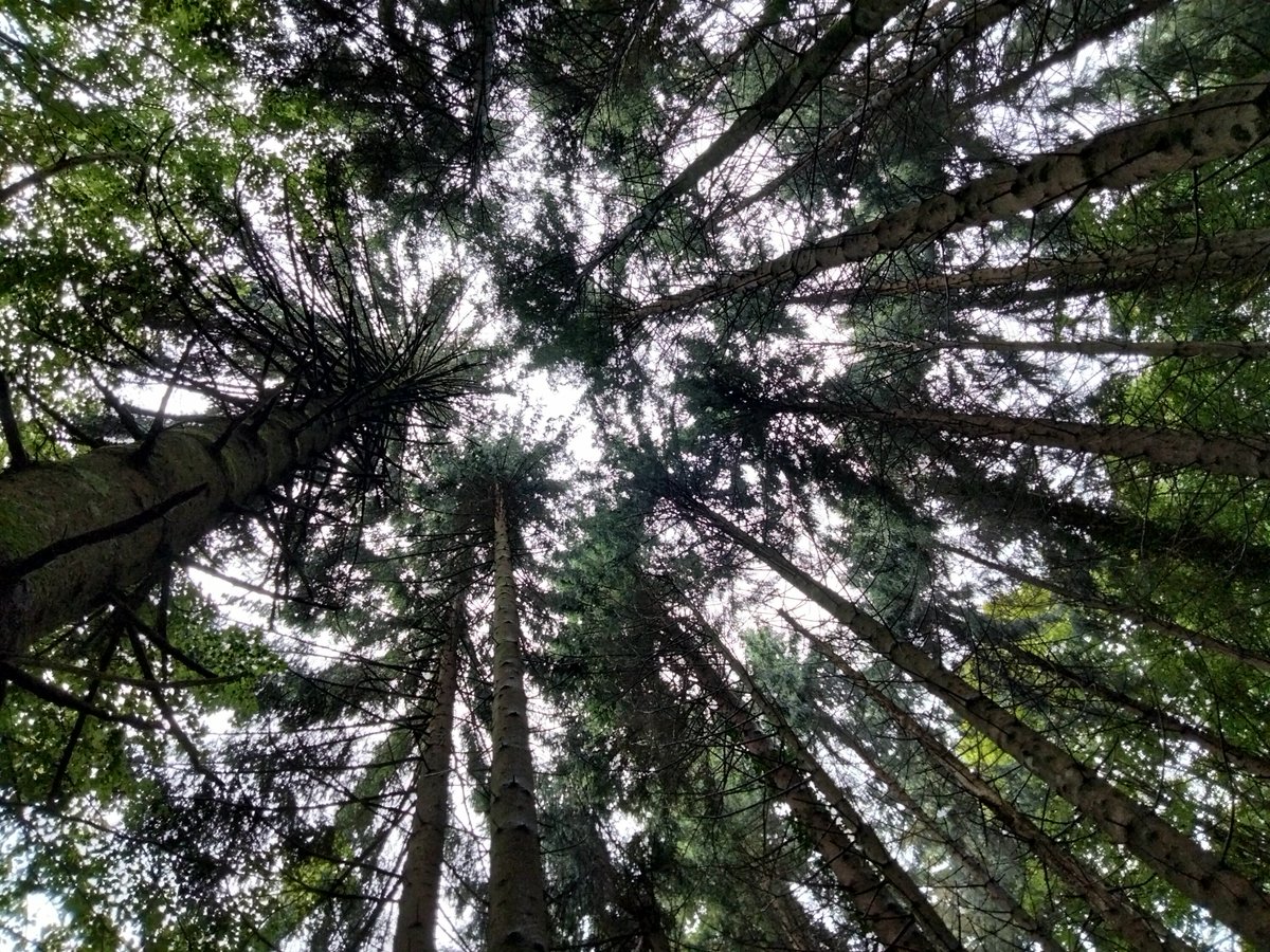 AnatoleLebreto1's tweet photo. Une affaire de perspective...
A matter of perspective ...
#matterofperspective #perspective #trees https://t.co/aPhM0Le6pX
