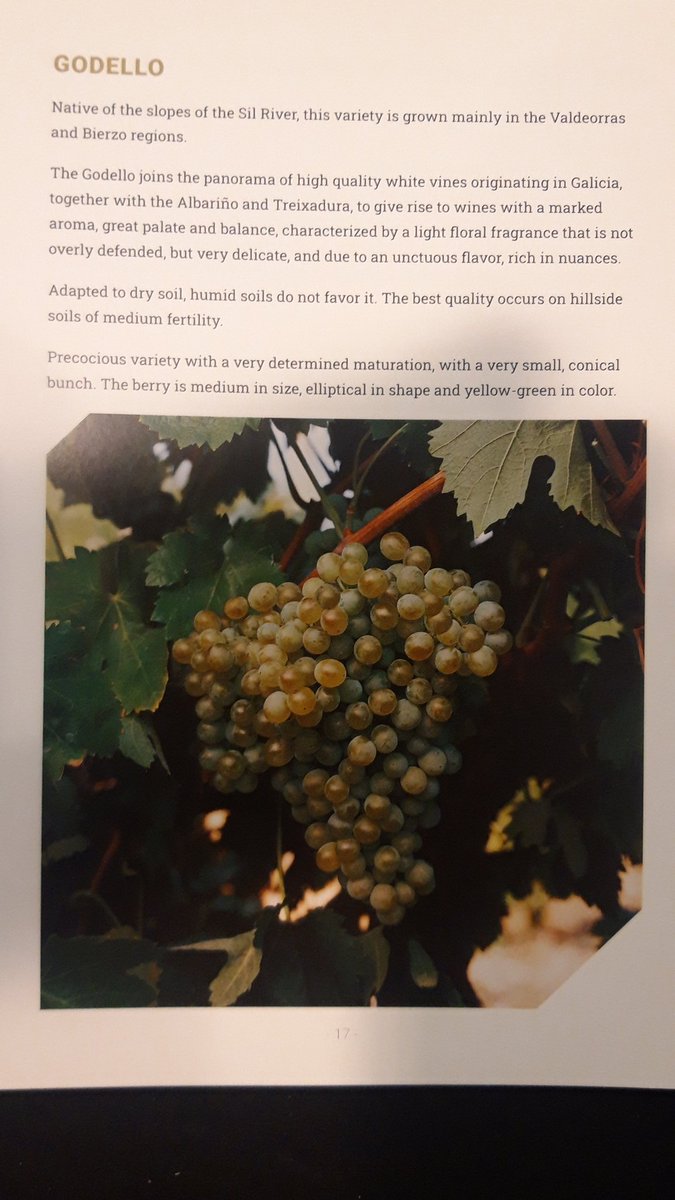 <a href="/Bestofspainwine/">Best of Spain Wine Challenge</a> #Ambassadorsofdiversity #Godello <a href="/CRDOValdeorras/">D.O. Valdeorras</a> <a href="/DOMonterrei/">D.O.Monterrei</a> <a href="/ribeirasacrado/">D.O. Ribeira Sacra</a>