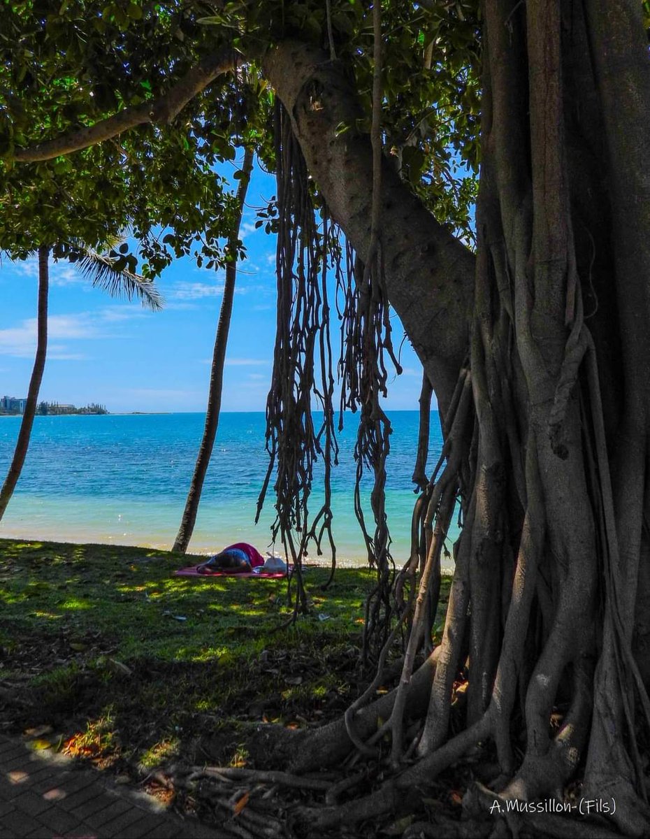 SewenPink5498's tweet photo. Se poser sous un banian et se ressourcer...
#nouméa #ansevata #NouvelleCaledonie 🇳🇨 https://t.co/qviUKUFG0B