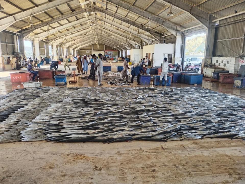 Senator_Baloch's tweet photo. Rare fish caught by #Gwadar fisherman. Illegal trawling ships reduced and local fishermen witnessed increased fishing in the sea. 

Govt must take strict action against trawling mafia and illegal nets. https://t.co/LU5C3tWlse