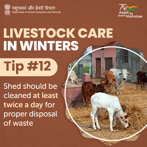 Dept_of_AHD's tweet photo. Disinfecting animal sheds with cleansing agents such as Slaked Lime, Washing Soda, or Sodium Bicarbonate ensures the prevention of microbial infections. 🧼

#AmritMahotsav #WinterCare #AnimalHealth #AnimalWealth https://t.co/3XU7LpJZX8