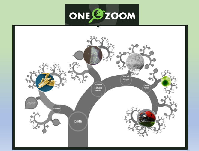 Bctuab's tweet photo. 🖱Us presentem #Onezoom, un arbre de la vida interactiu 👉https://t.co/MdqlwWMpj1
'...shows how all life on earth is related. Each leaf represents a different species. The branches show how these many species evolved from common ancestors over billions of years'.
👍Recomanat! https://t.co/5Osjl7eTI6