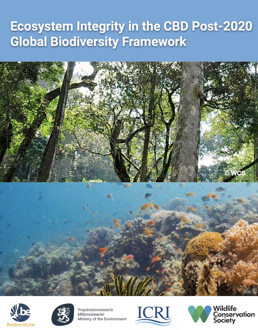 WCSBrussels's tweet photo. 💬 Did you miss the webinar on #EcosystemIntegrity in the post-2020 #GBF #COP15?

📺 No worries, you can rewatch the lively discussions with @TheWCS, @yministerio, @Biodiversity_be, @EU_ENV, @ICRI_Coral_Reef, and others 🌳🐠🌏

👉🏽 Check the web story https://t.co/zW2uPL3zq8 https://t.co/H2PrOropjh