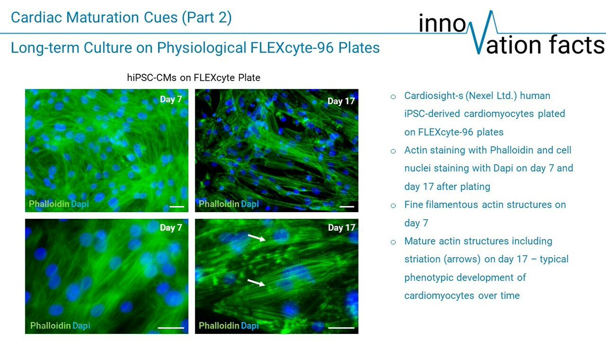 Part 2. of the innoVation Facts series addresses #cardiac maturation cues. We focus on phenotypic changes that take place when human #iPSCs #cardiomyocytes are cultured on FLEXcyte 96 plates to emulate the physiological conditions of the human heart.
lnkd.in/e2htv_Cg
#CRO