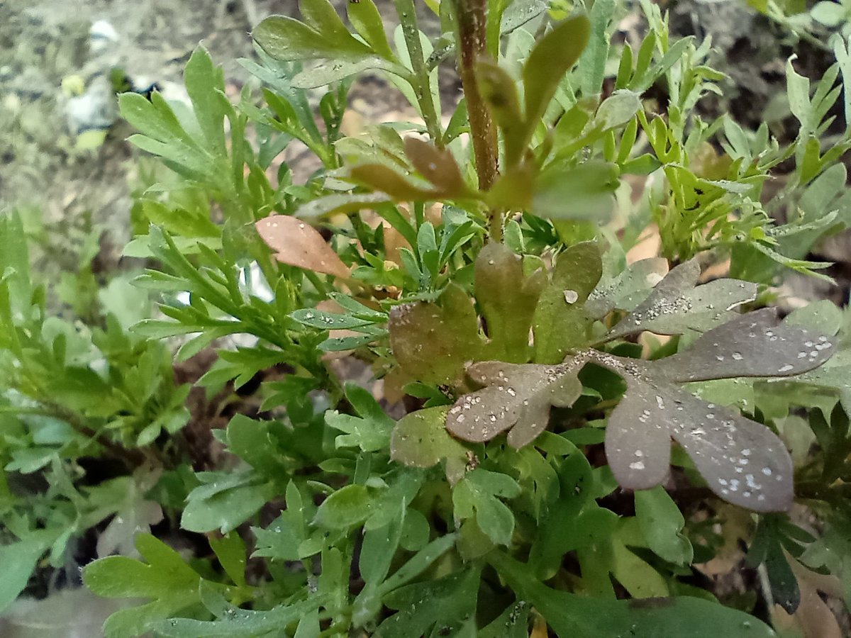 WillkakutiSR's tweet image. 🌺Comienzan a florecer las #tagetes en los canteros de aromáticas de #Willkakuti 🌺

✨Gracias @discapacidad_sanrafael por el espacio ✨

#programadeautonomiaalimentaria
#plandeemergenciaalimentaria
#tumunicipio