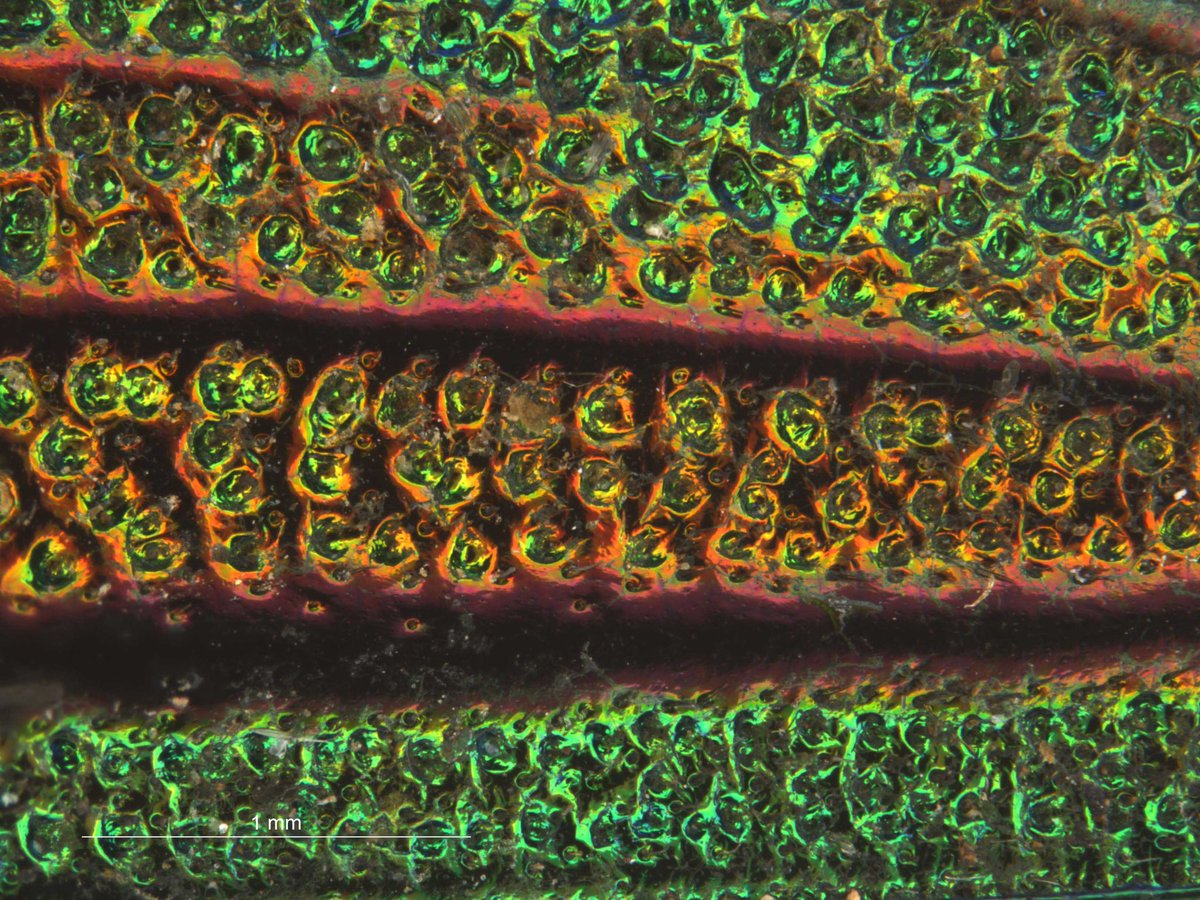 morethanadodo's tweet photo. When photographing insects, getting the whole thing in focus can be challenging. 

#Photostacking is the technique of taking multiple images through the depth of a specimen and combining the in-focus bits to make a composite image. It’s invaluable for the Museum &amp; loads of fun! https://t.co/70xdbxDZRO