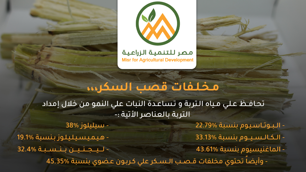 MisrDevelopment's tweet image. إزاي تغذي أرضك وتحافظ علي المياه في التربه وكل دا بأقل التكاليف
             🎋🎋 مخلفات قصب السكر🎋🎋
▪️مخلفات قصب السكر هتساعدك علي ترشيد المياه و زيادة نمو النبات عن طريق إمداد التربة بالعديد من العناصر