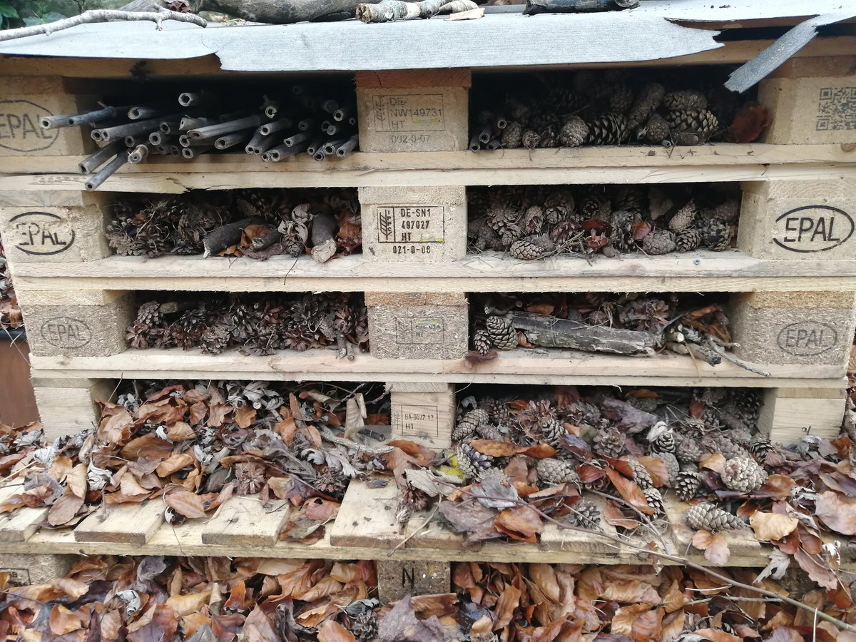 Cardiff University Hedgehog Friendly Campus tweet media