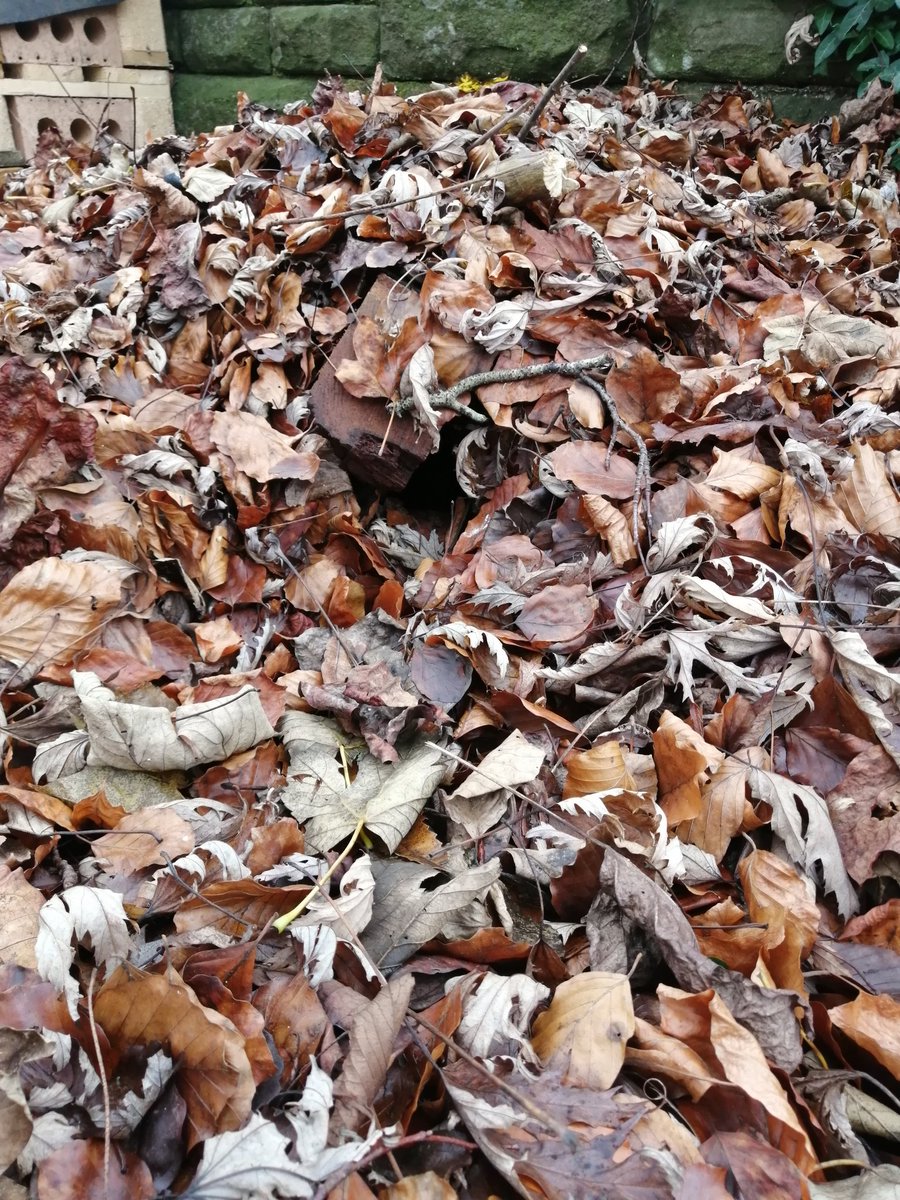 Cardiff University Hedgehog Friendly Campus tweet media