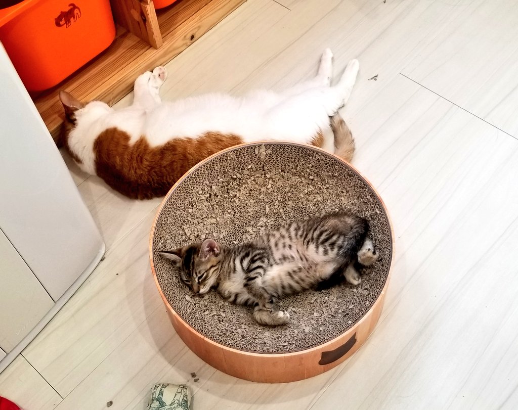 猫カフェnya Go にゃーご 公式 Since Twitter