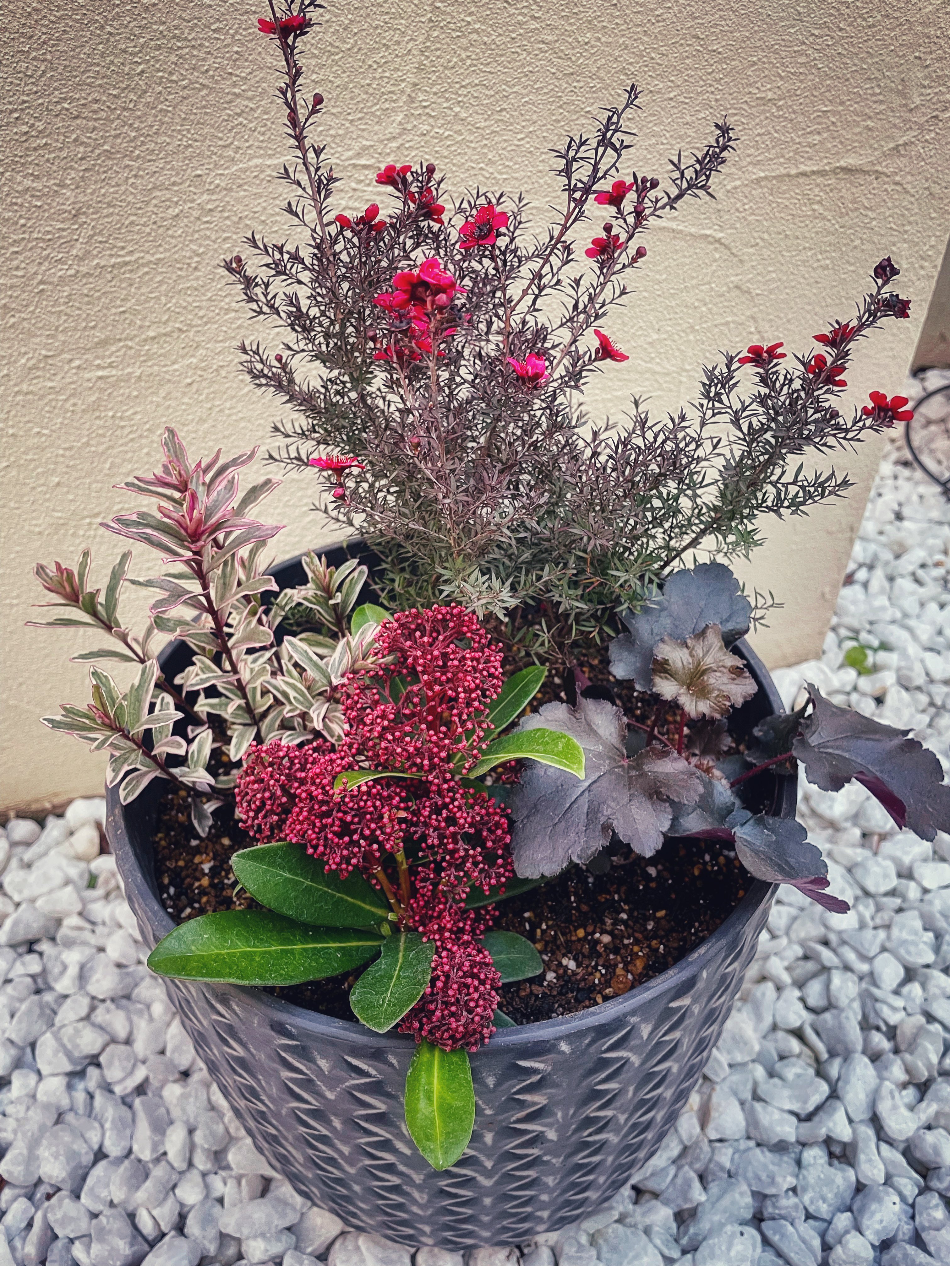 なないろ卯月 クリスマスツリーは無いので 冬カラーの寄せ植えを作りまして 赤い花 ギョリュウバイのベルベット感に一目惚れしてしまった ぷちぷちしたのがスキミア 葉物はへーべ ヒューケラ T Co Cnulirxqjo Twitter