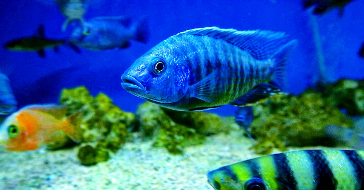 AquaticFarm's tweet photo. watching video support for my youtube channel https://t.co/tFx1tYlTZl https://t.co/DkaCWmGIc5