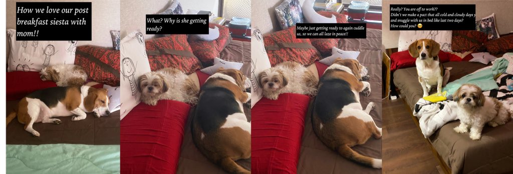 Geeky_Foodie's tweet photo. Aaj ka Drama!! 

#EBM by #FurryBabies #ComicStrip on  #ZooMuffTails 
#DoggoMomWoes #MuffinBaby #ZoomZoomZoomBaba #DodsOfTwitter https://t.co/poDOq8jZKG