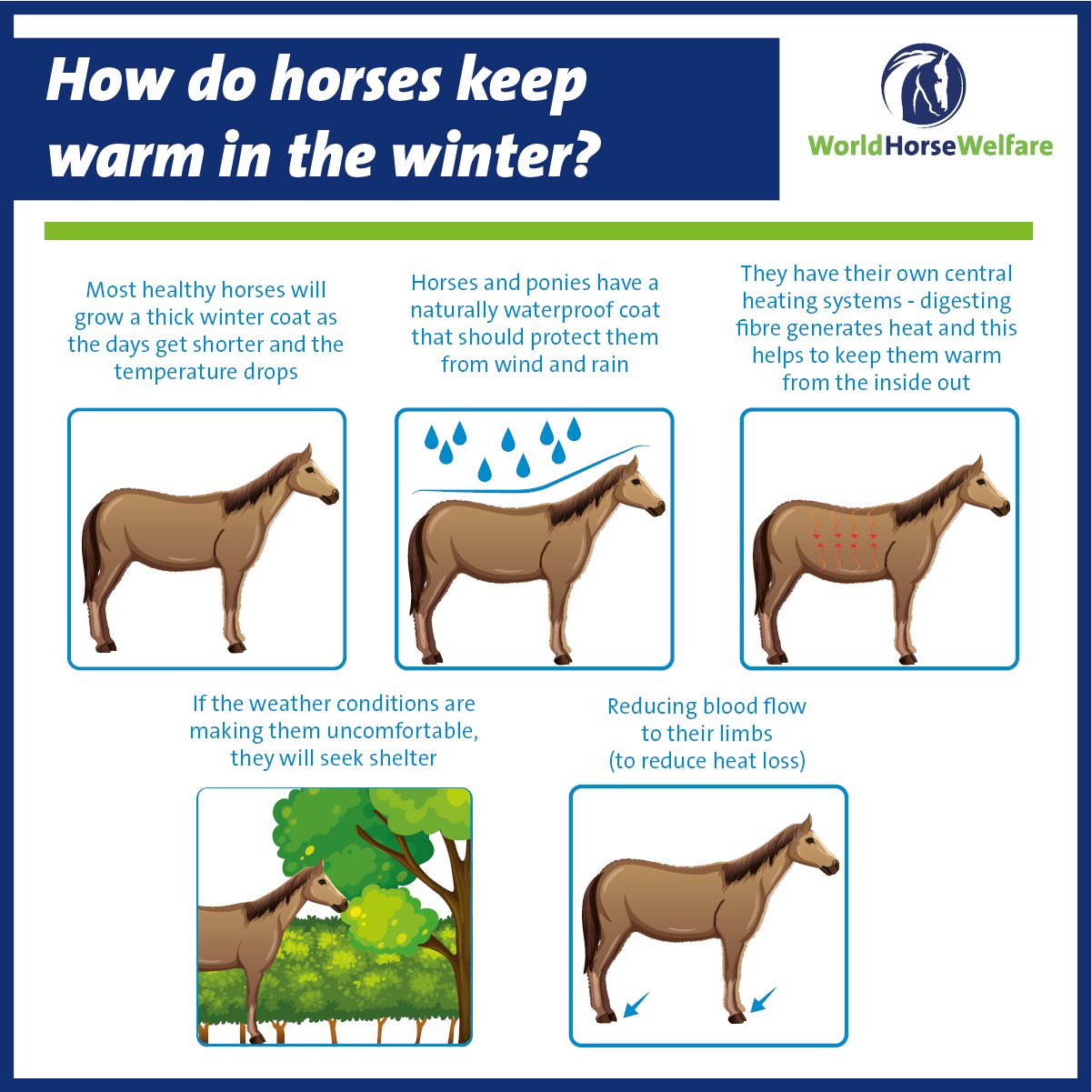 What is the temperature range for a healthy horse?