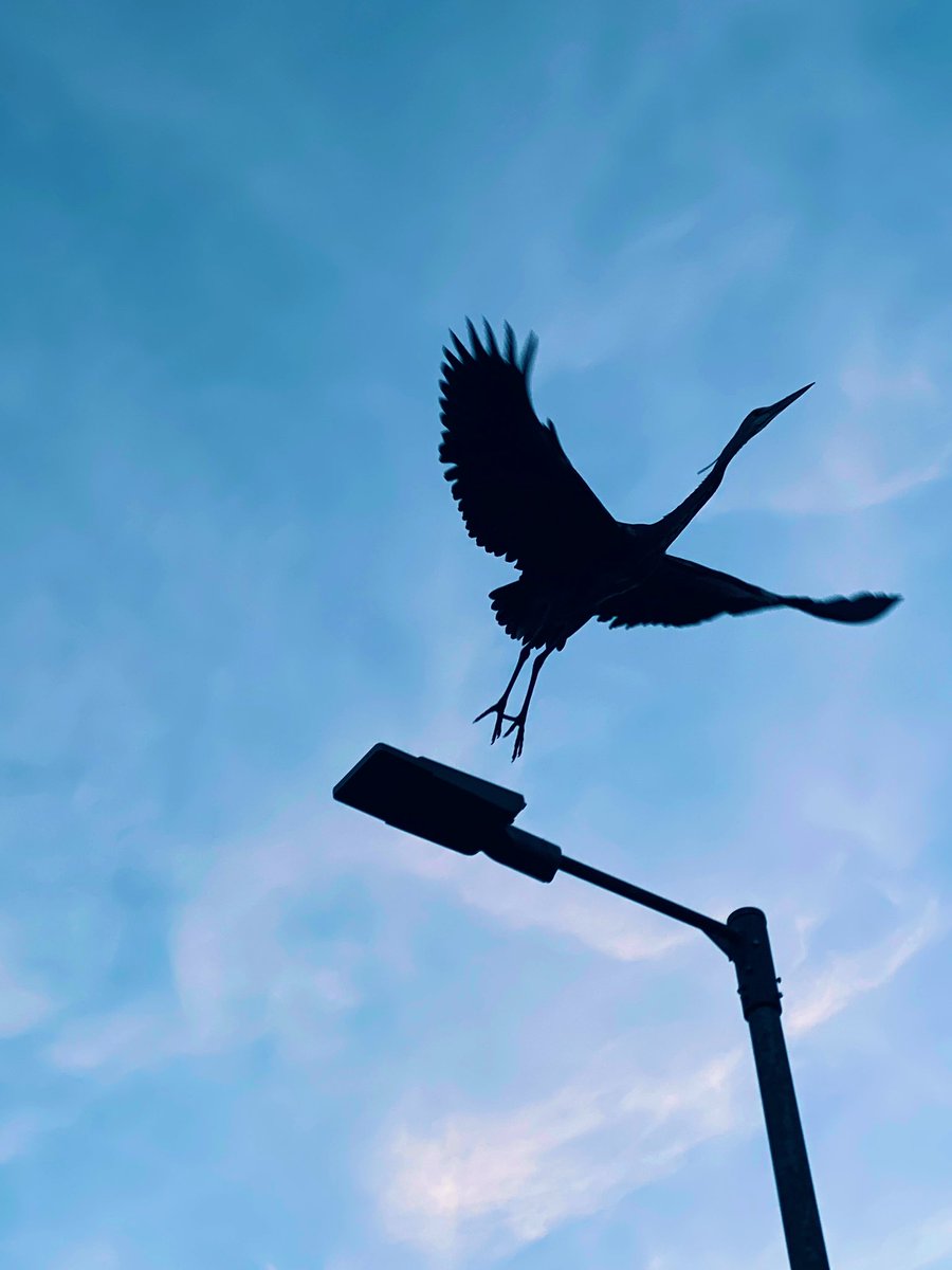 Chris Riedy tweet media