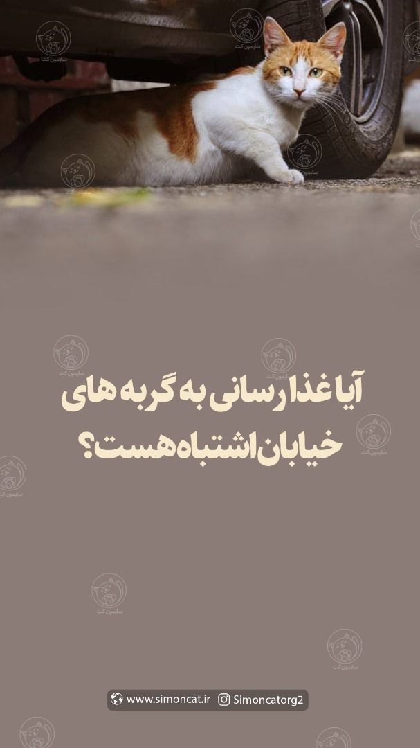 آیا غذا رسانی به گربه ها ی خیابان کار اشتباهی هست؟
میتونید نظرهای متفاوت رو در اینستاگرام سایمون کت دنبال کنید.
Instagram.com/simoncatorg2