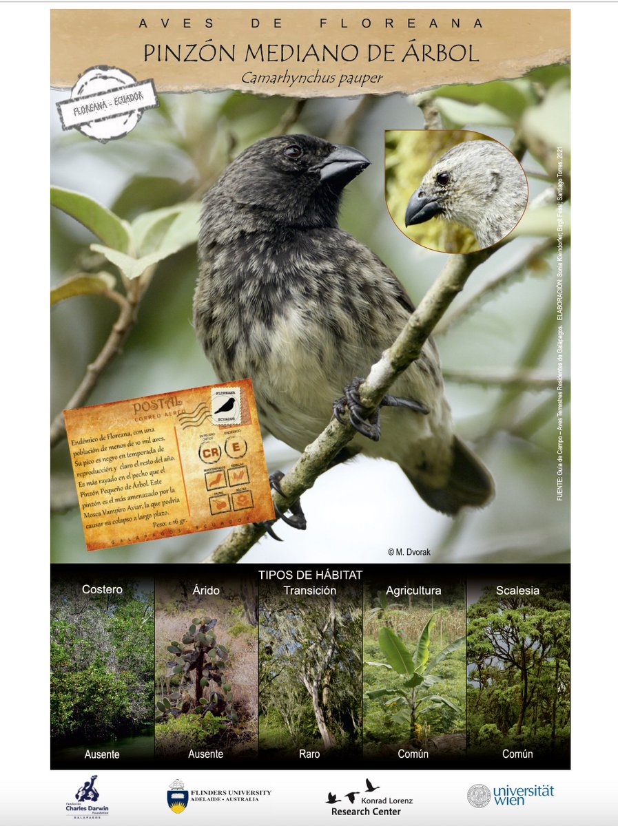 Konrad Lorenz Research Center (@klf_univienna) on Twitter photo New paper out about female in-nest attendance predicting the number of ectoparasites in Darwin’s finch species.
<a href="/BirdLabFlinders/">Sonia Kleindorfer</a> <a href="/fliesthenest/">Lauren Common</a> <a href="/andrew_katsis/">Dr Andrew Katsis</a> <a href="/NMadreani/">Nico M. Adreani</a> @rdudaniec <a href="/univienna/">Universität Wien</a> <a href="/RSocPublishing/">Royal Society Publishing</a>
royalsocietypublishing.org/doi/10.1098/rs… New paper out about female in-nest attendance predicting the number of ectoparasites in Darwin’s finch species.
<a href="/BirdLabFlinders/">Sonia Kleindorfer</a> <a href="/fliesthenest/">Lauren Common</a> <a href="/andrew_katsis/">Dr Andrew Katsis</a> <a href="/NMadreani/">Nico M. Adreani</a> @rdudaniec <a href="/univienna/">Universität Wien</a> <a href="/RSocPublishing/">Royal Society Publishing</a>
royalsocietypublishing.org/doi/10.1098/rs…