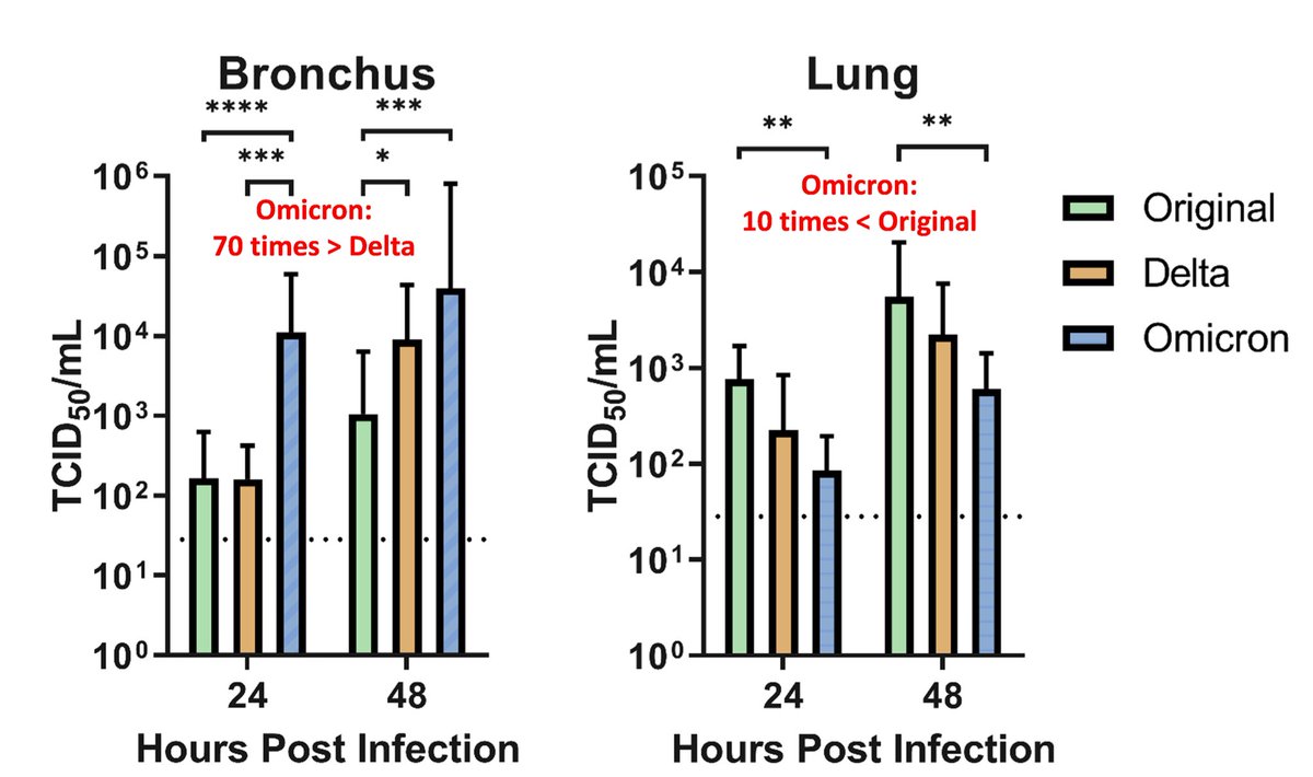 In this ex vivo study (press release), Michael Chan, Malik Peiris & John Nicholls et al. @hkumed show that at 24h after infection Omicron replicated ~70x faster than Delta in bronchus. Interestingly, it replicated ~10x less efficiently in the lung tissue. hkumed.hk/96b127/