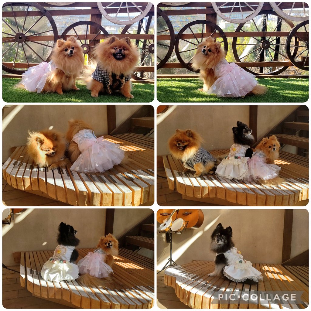 小春日和〜✨メモリーカフェ✨様専用 犬服着物 ハンドメイド犬服-