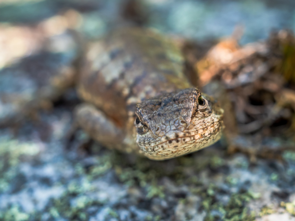 brxdlxy's tweet photo. Eastern Fence Lizard
#thephotohour #themacrohour https://t.co/gtZAxNFdnI