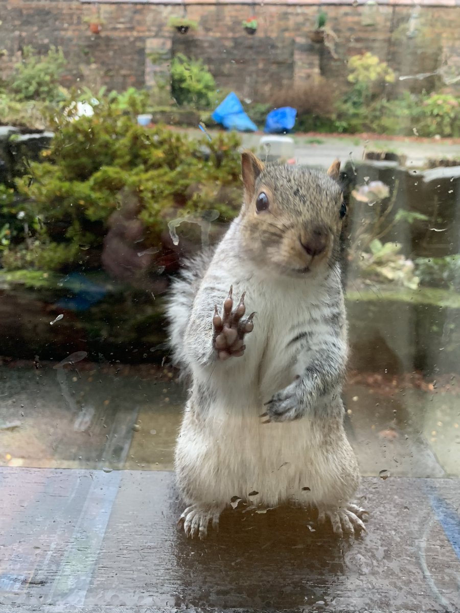 oztrazine's tweet photo. #squirrelscrolling To the squirrels we lost this year, Stumpjumper & Raggle both the best wee souls. Will miss you both fondly little ones. #wildlife #savethegreys https://t.co/a5gubNbozI