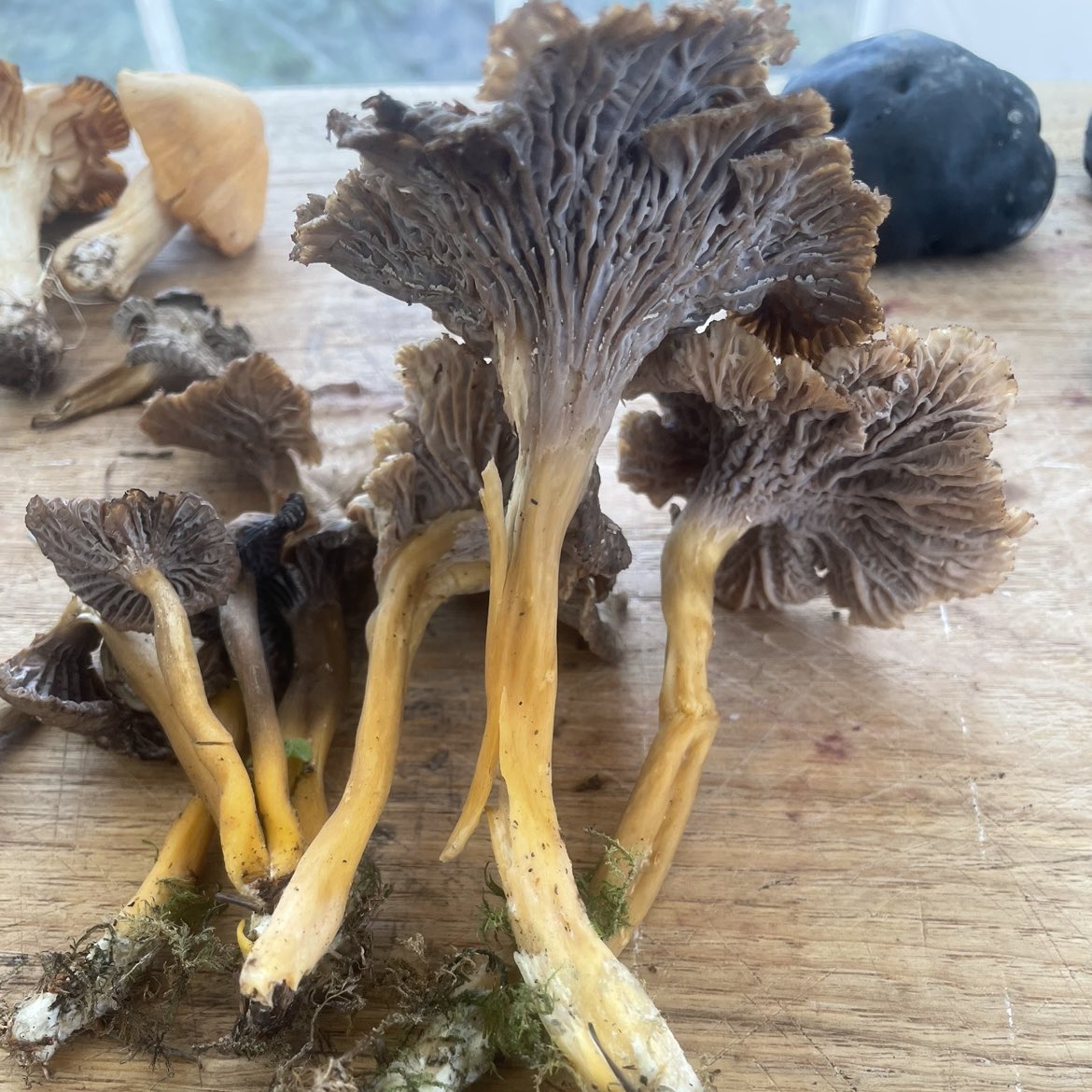 WildFoodUK's tweet photo. Delicious winter chanterelles #gourmetfood #winterchanterelle #mushroom #food #foraged #wildfooduk #mushlove #futureisforaged https://t.co/Rz91eeS1co