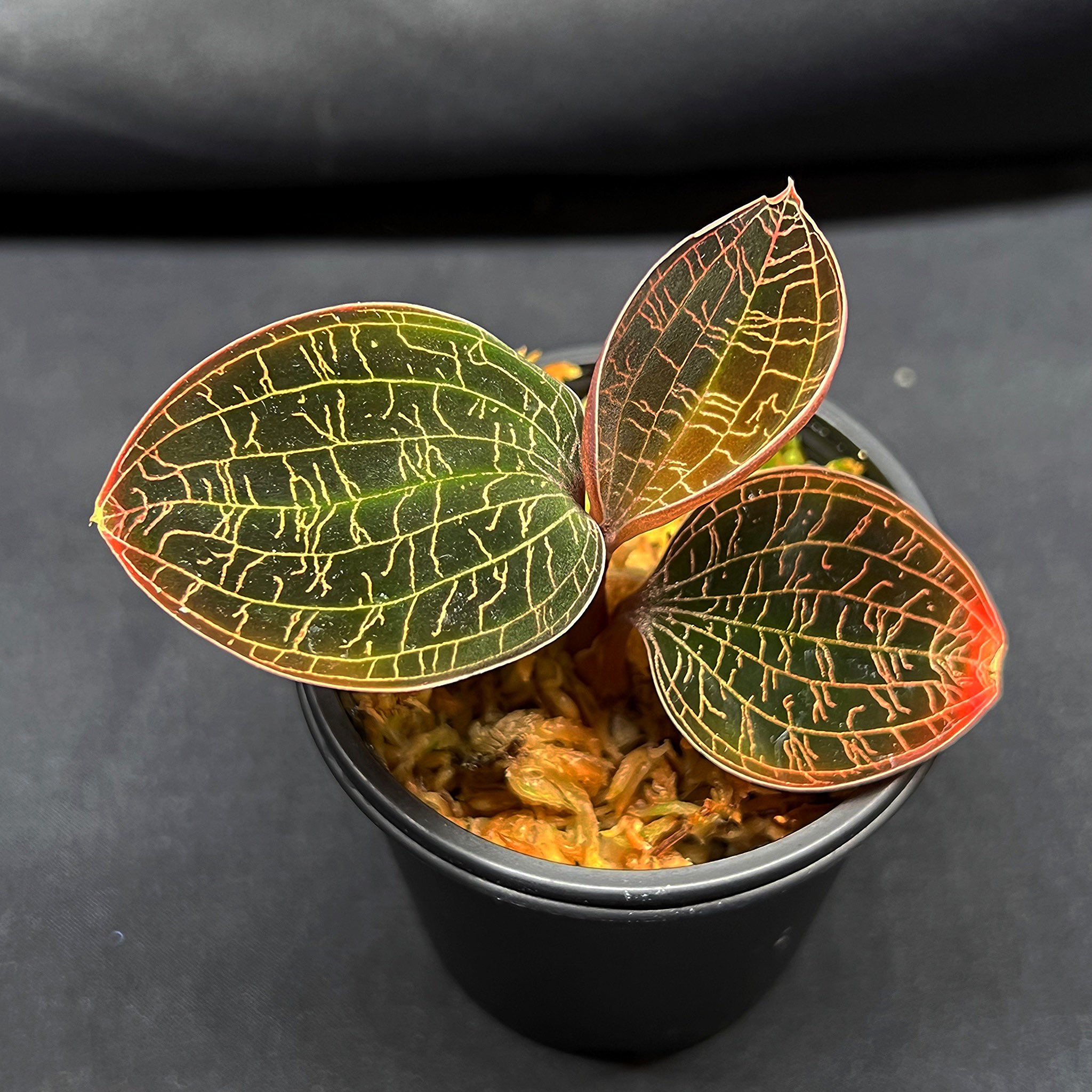 極美】ジュエルオーキッド マコデス リミィ Macodes limii【赤脈】