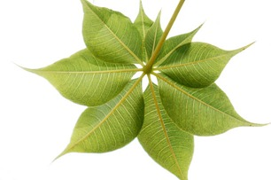 labobio24's tweet photo. Reconnaissez-vous cette plante ?
Donnez-nous son nom en commentaire❗
Nous vous présenterons quelques de ses bienfaits pour aiguiser votre réponse✅
#Bio24 https://t.co/ne5Xs6zC9c