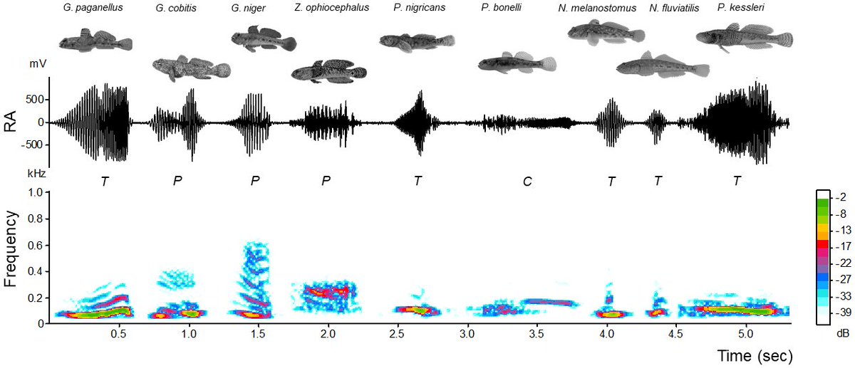 FishInTheNews's tweet photo. Correlation between acoustic divergence and #phylogenetic distance in soniferous European #gobiids (#Gobiidae; 𝐺𝑜𝑏𝑖𝑢𝑠 lineage) published in @PLOS_0NE.
#Gobius #TeamGoby #FishAcoustics
🔓 https://t.co/SKQ21KHy6Q https://t.co/O1P9UtdoU2