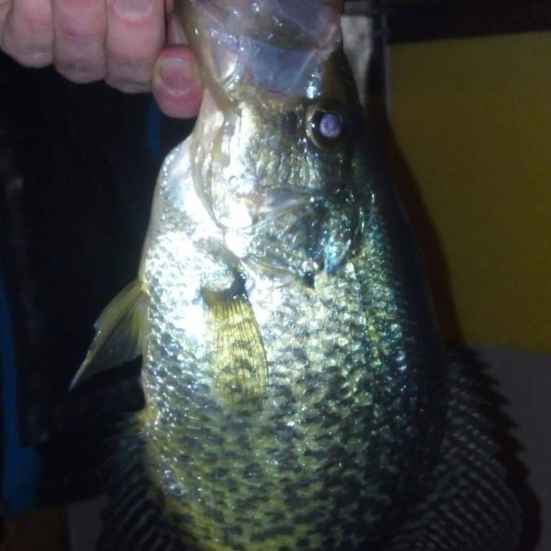 missionotd's tweet photo. See ya in a few days 😏. 
Oh we've got something fun planned for the weekend as well 😁 
#icefishing #minnesotafishing #panfishing https://t.co/4eAOWaLn1t