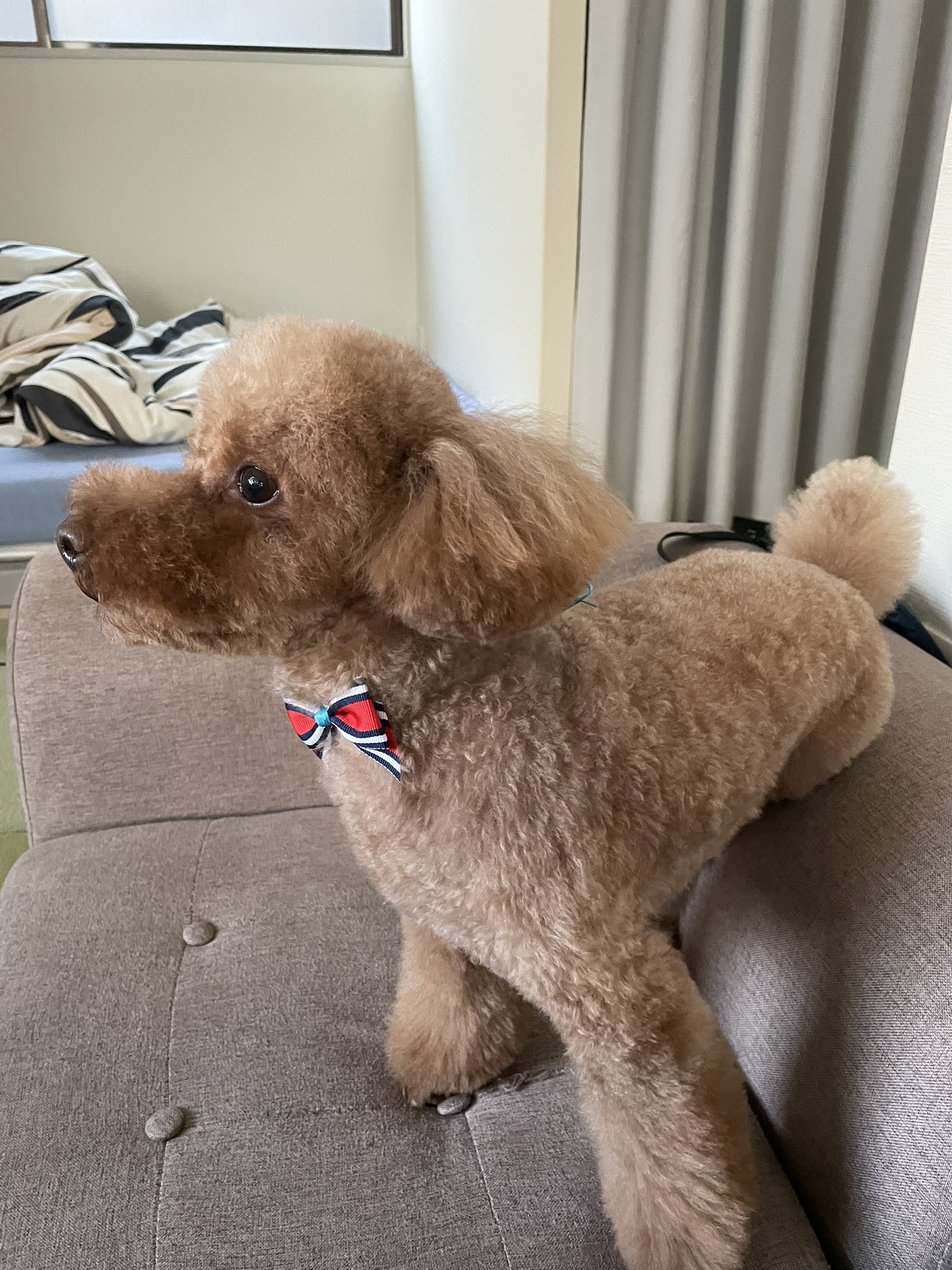 森枝哲也 年越しに向けてショウ君トリミング行ってきました 少し成長したのかいつも以上に凛々しく写真に写ってくれました トイプードル ショウ君 保護犬 芸人 大阪 東京 トリミング 茶色 カット モコモコ フサフサ 赤ちゃん 4歳 T